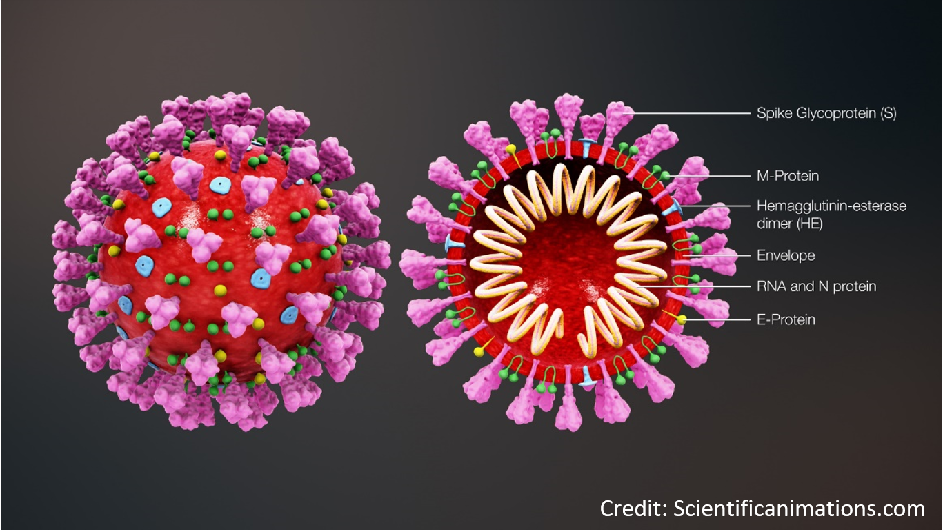 7 hechos sobre los virus